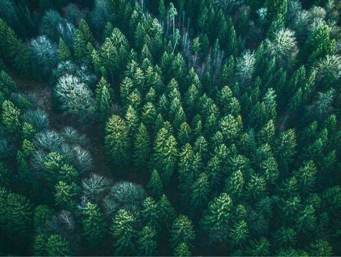 Forest Section Image